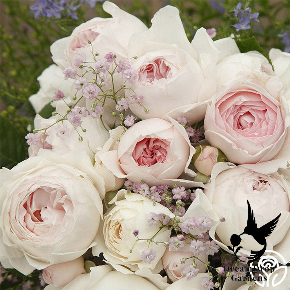 Rose - Parfuma Earth Angel — DreamDrop Gardens photo 7