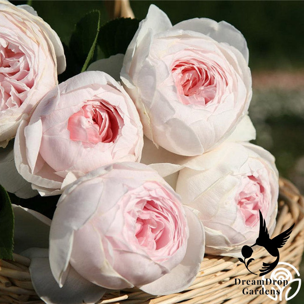 Rose - Parfuma Earth Angel — DreamDrop Gardens photo 8
