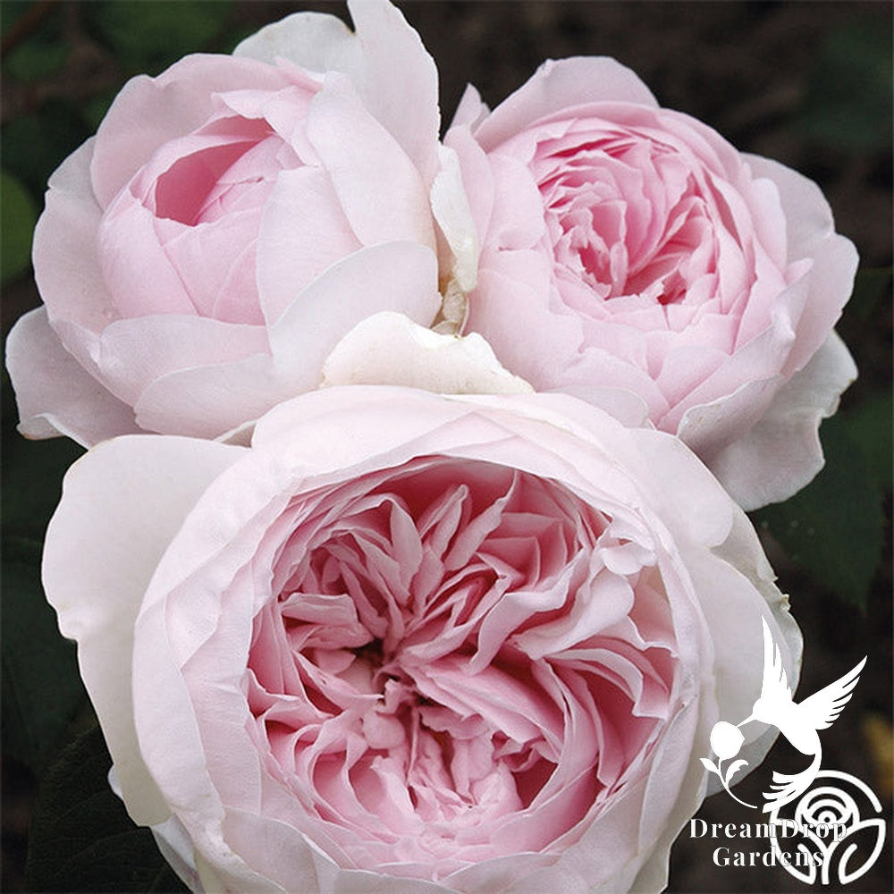 Rose - Parfuma Earth Angel — DreamDrop Gardens photo 9