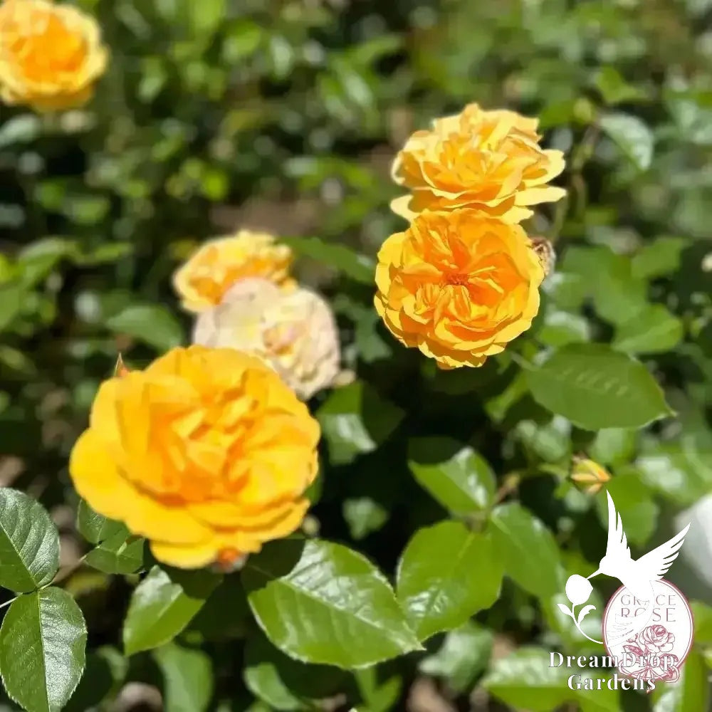 Rose - Julia Child — DreamDrop Gardens photo 10