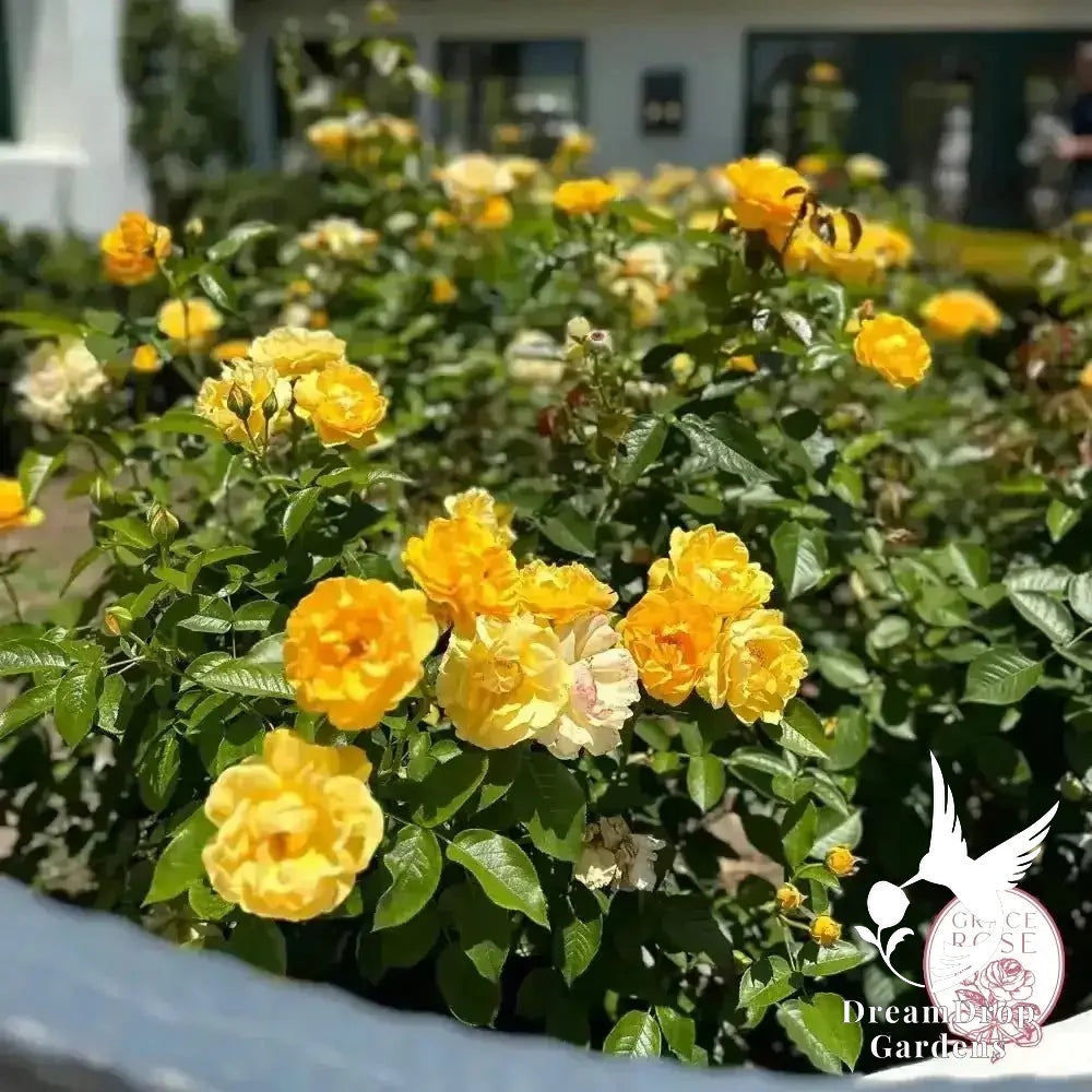 Rose - Julia Child — DreamDrop Gardens photo 11