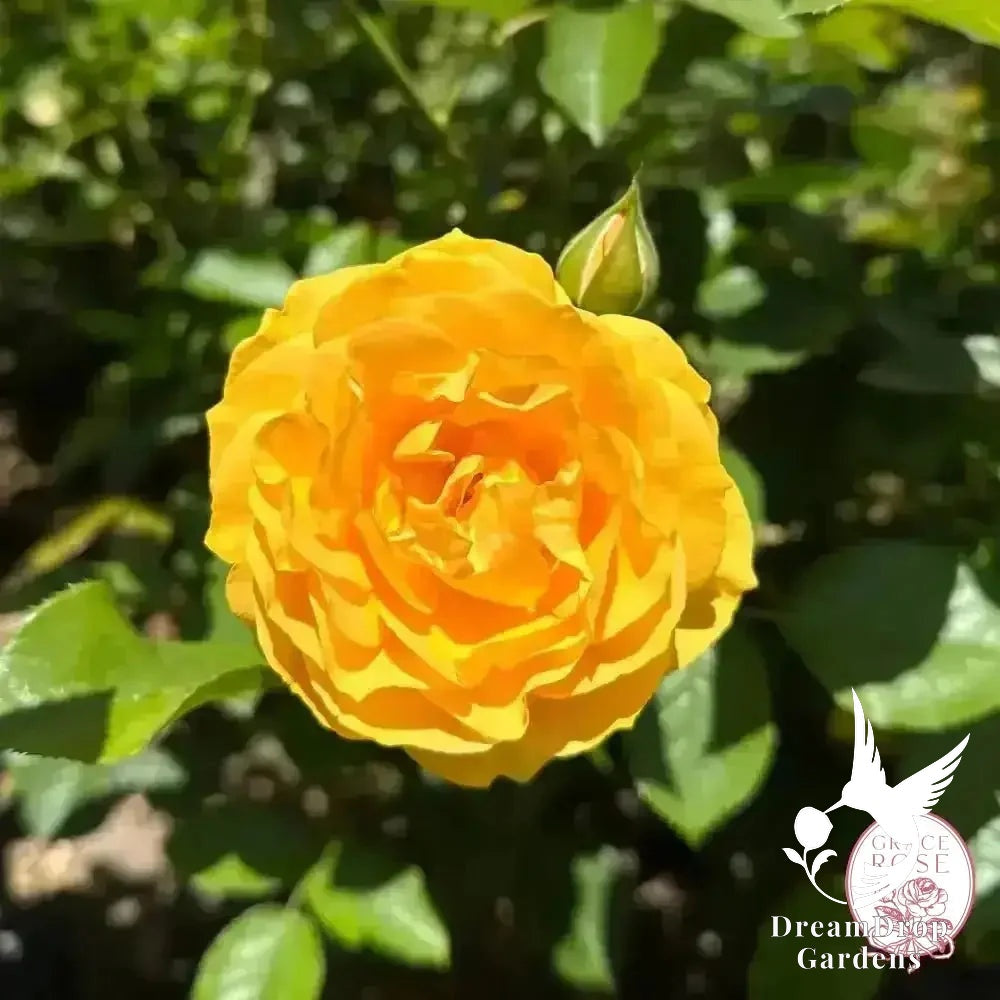 Rose - Julia Child — DreamDrop Gardens photo 12