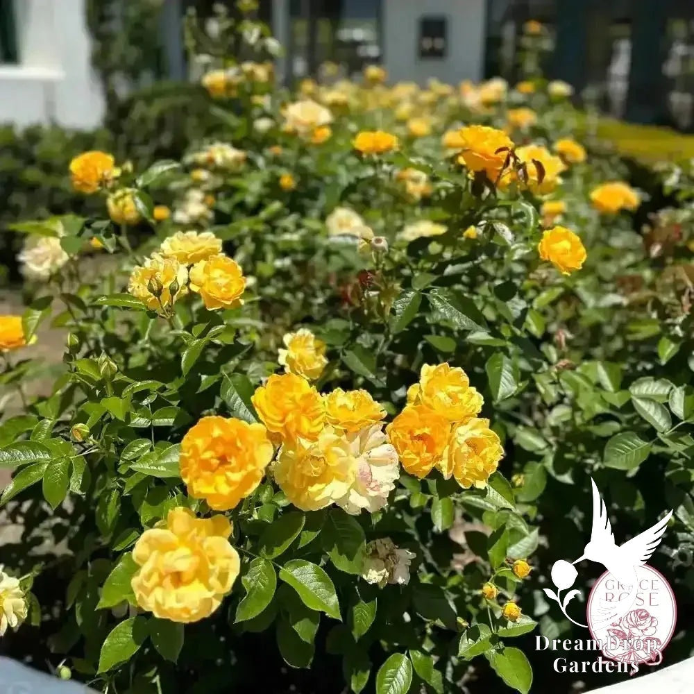 Rose - Julia Child — DreamDrop Gardens photo 13