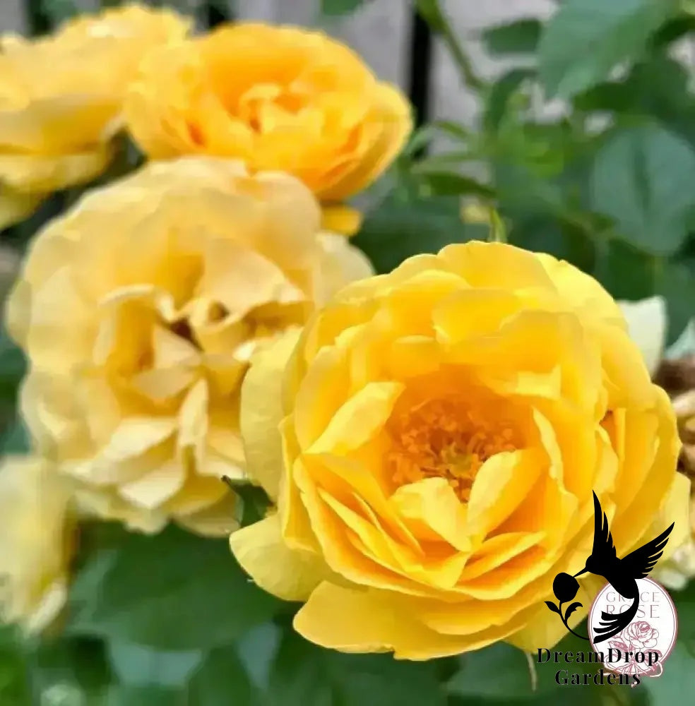 Rose - Julia Child — DreamDrop Gardens photo 14