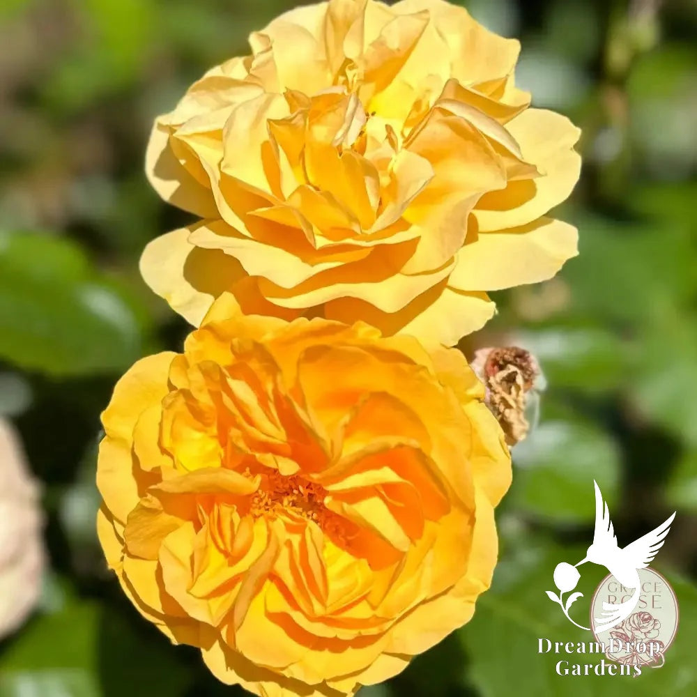 Rose - Julia Child — DreamDrop Gardens photo 15