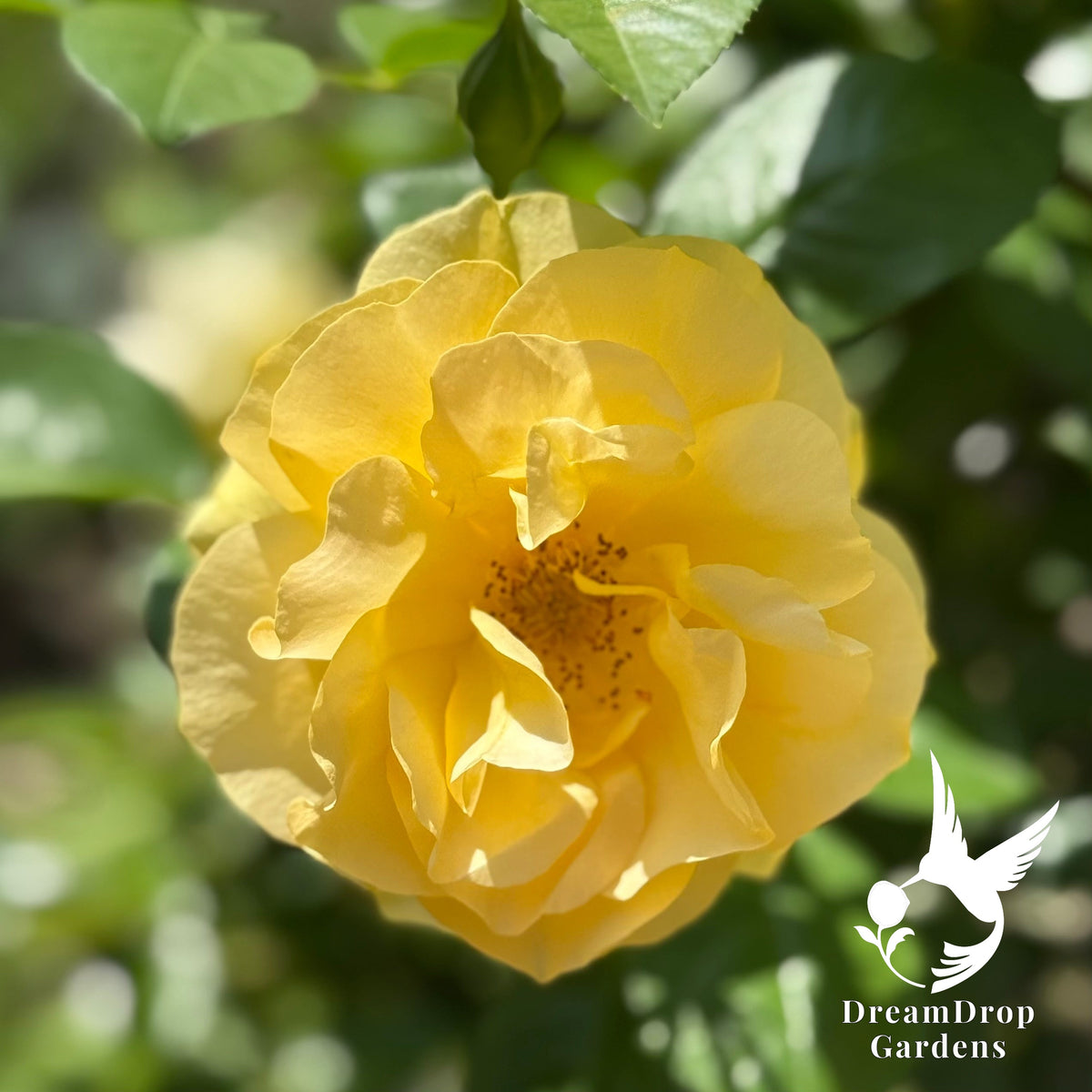 Rose - Julia Child — DreamDrop Gardens photo 16