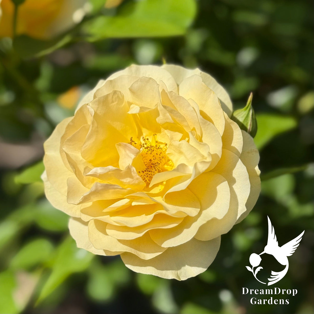 Rose - Julia Child — DreamDrop Gardens photo 17