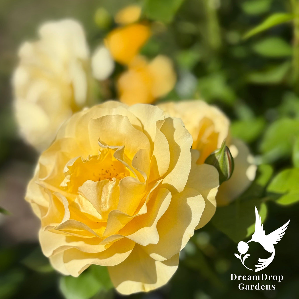 Rose - Julia Child — DreamDrop Gardens photo 18