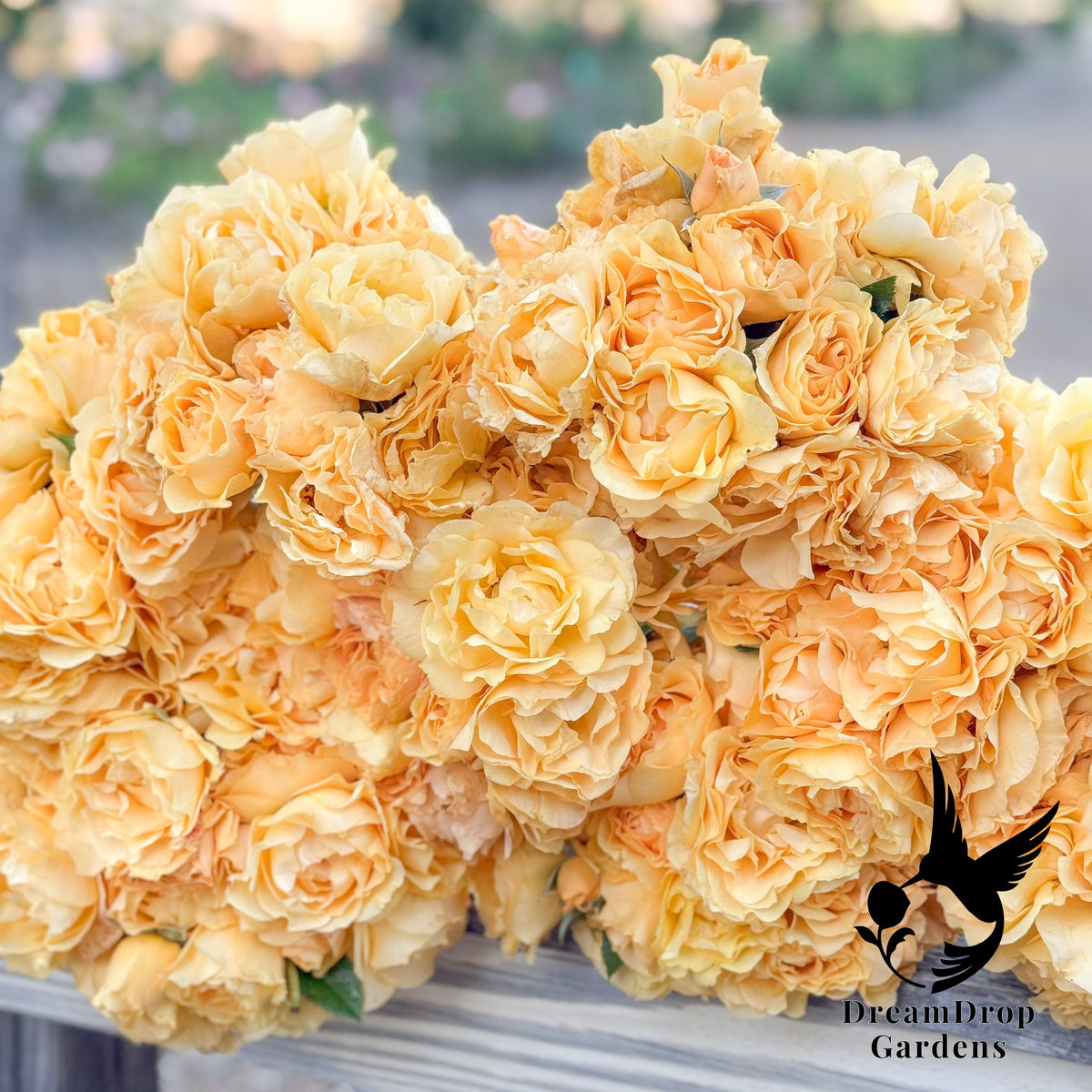 Rose - Julia Child — DreamDrop Gardens photo 19