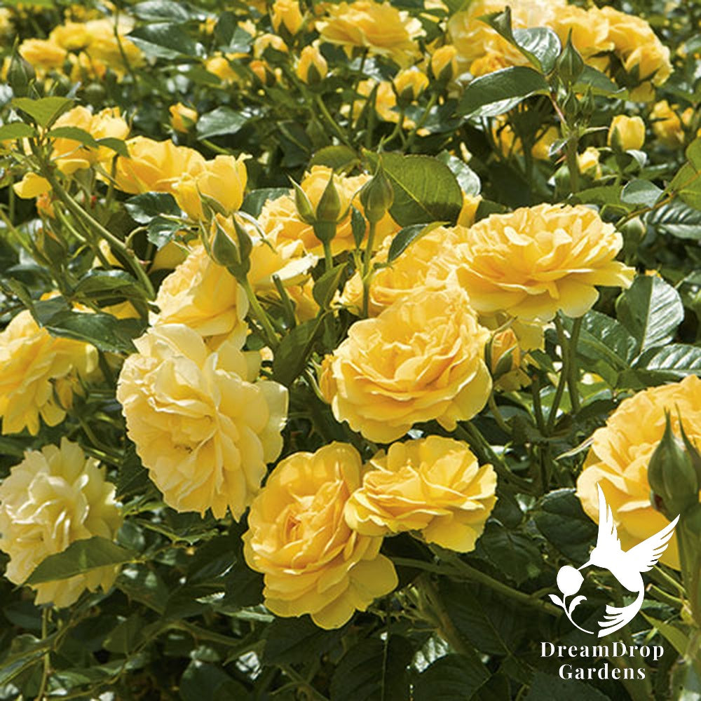 Rose - Julia Child — DreamDrop Gardens photo 1