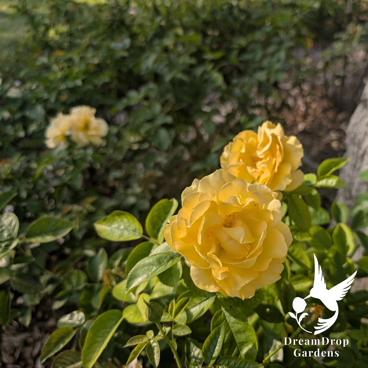 Two ruffled butter-yellow floribunda rose blooms among glossy green leaves