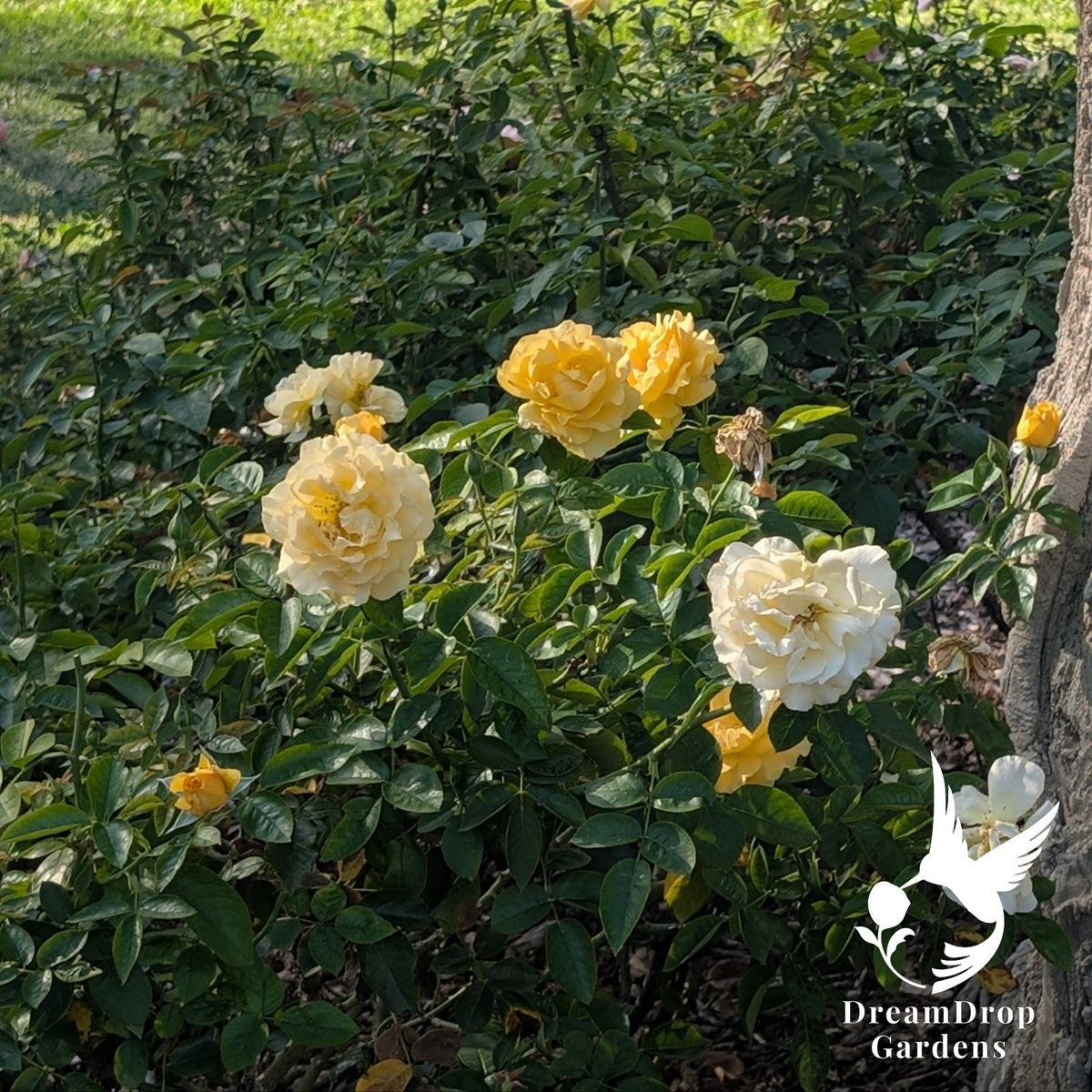 Julia Child rose bush with buttery yellow and cream blooms in a sunny garden bed