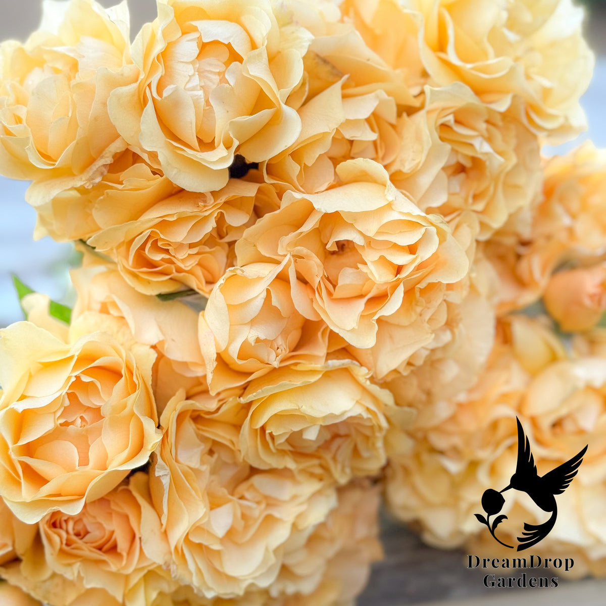 Rose - Julia Child — DreamDrop Gardens photo 20