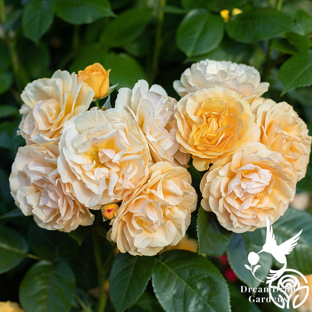 Rose - Julia Child — DreamDrop Gardens photo 21