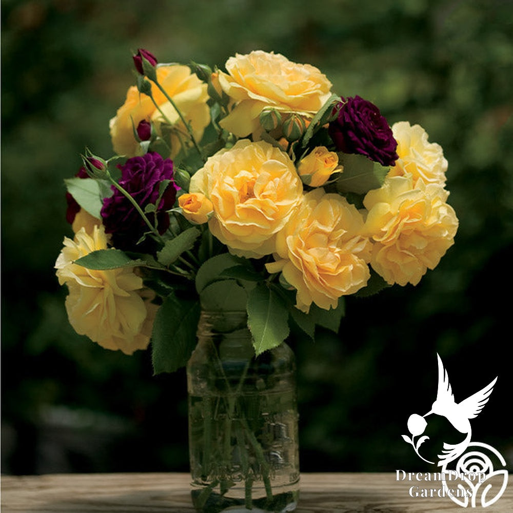 Rose - Julia Child — DreamDrop Gardens photo 22