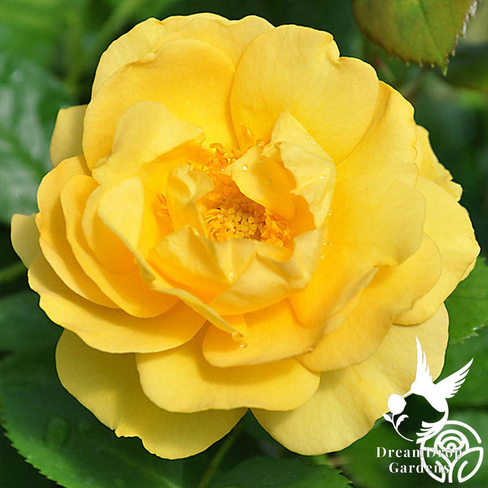 Rose - Julia Child — DreamDrop Gardens photo 23