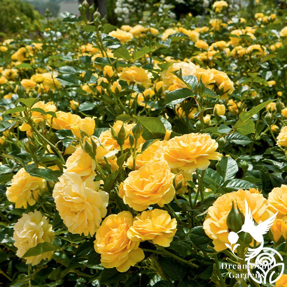 Rose - Julia Child — DreamDrop Gardens photo 24