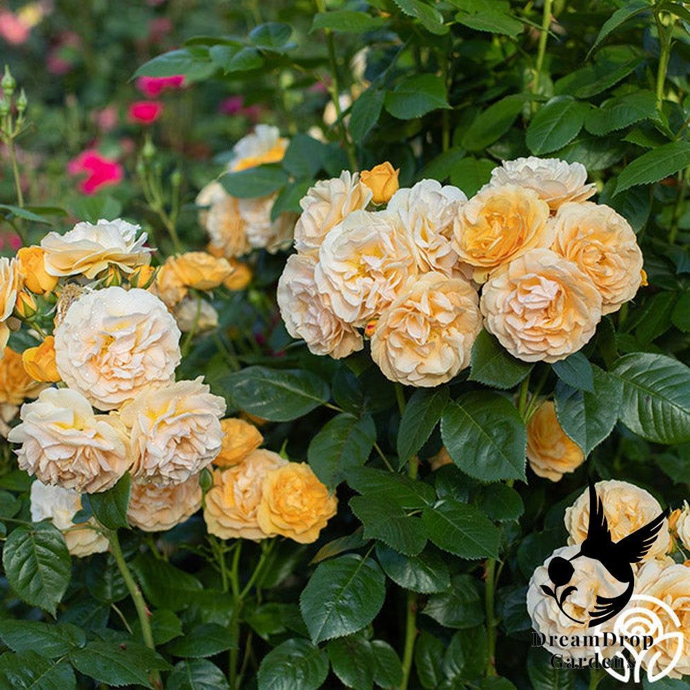 Rose - Julia Child — DreamDrop Gardens photo 25