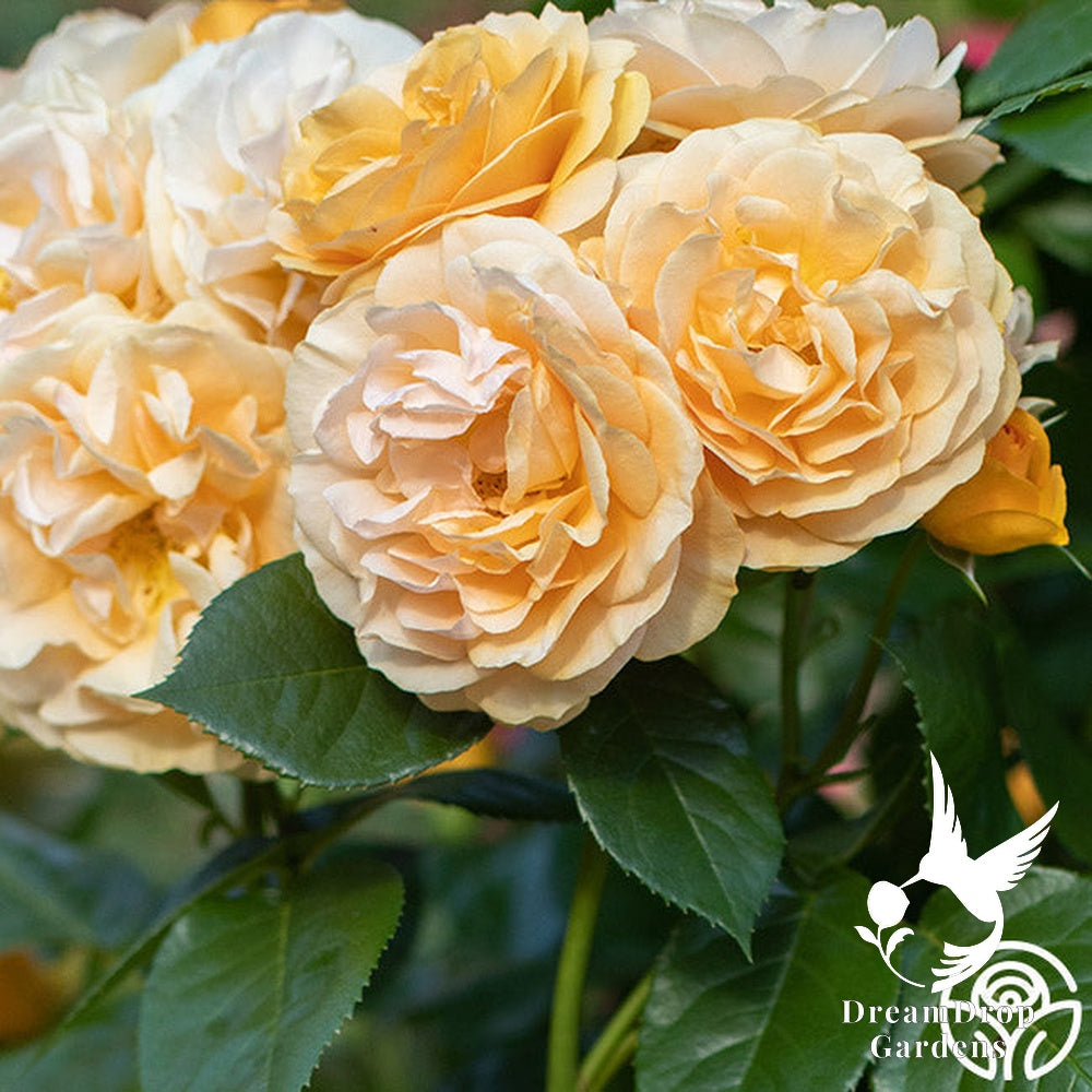 Rose - Julia Child — DreamDrop Gardens photo 26