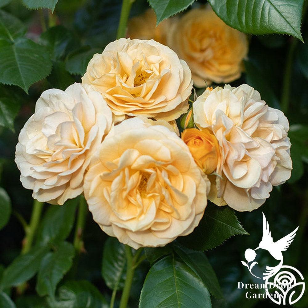 Rose - Julia Child — DreamDrop Gardens photo 27