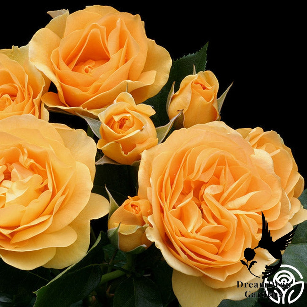 Rose - Julia Child — DreamDrop Gardens photo 28