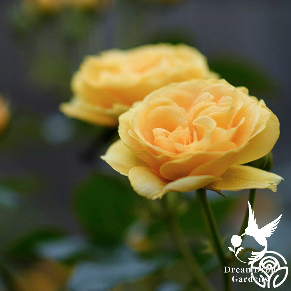 Rose - Julia Child — DreamDrop Gardens photo 29
