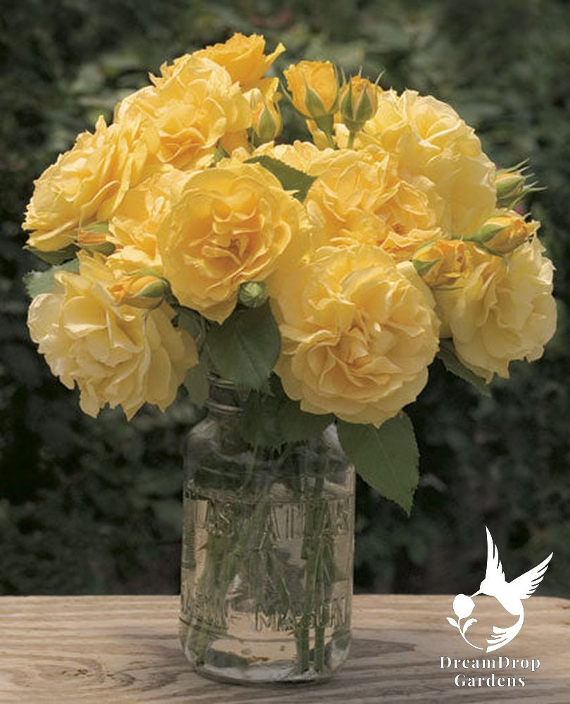 Rose - Julia Child — DreamDrop Gardens photo 2