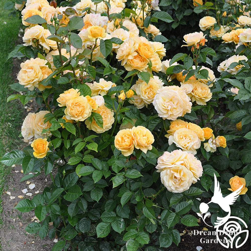 Rose - Julia Child — DreamDrop Gardens photo 30