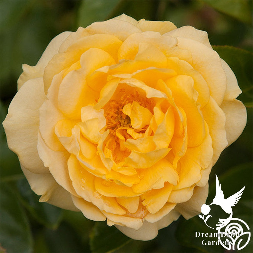 Rose - Julia Child — DreamDrop Gardens photo 31