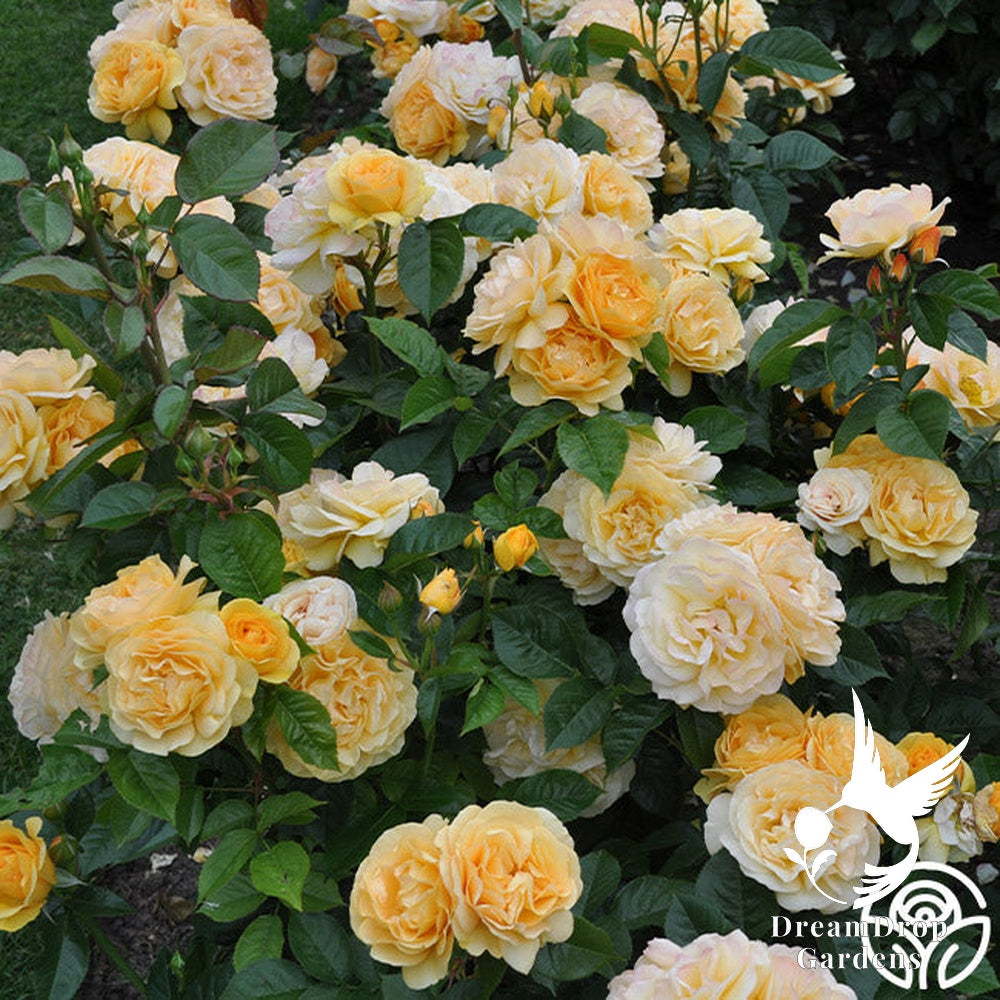 Rose - Julia Child — DreamDrop Gardens photo 32