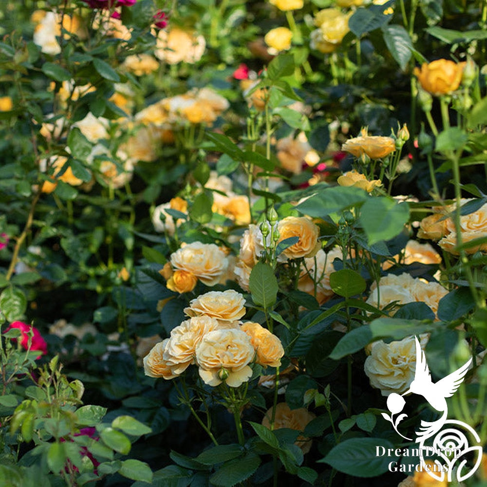 Rose - Julia Child — DreamDrop Gardens photo 33
