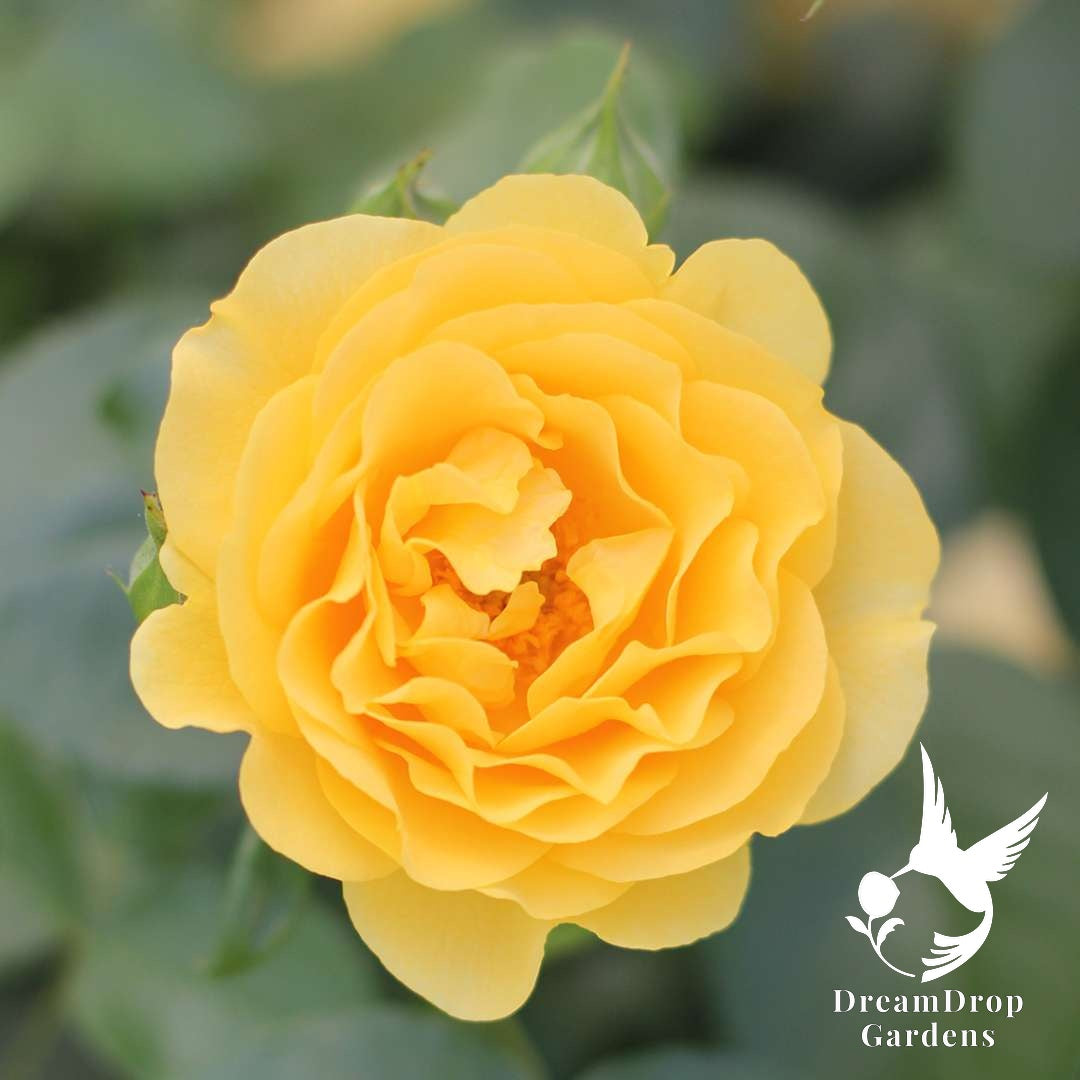 Rose - Julia Child — DreamDrop Gardens photo 34