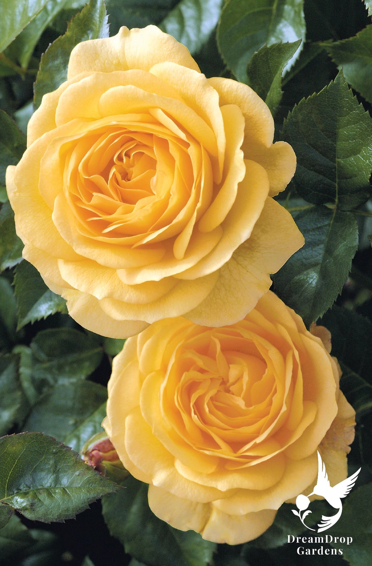 Rose - Julia Child — DreamDrop Gardens photo 35
