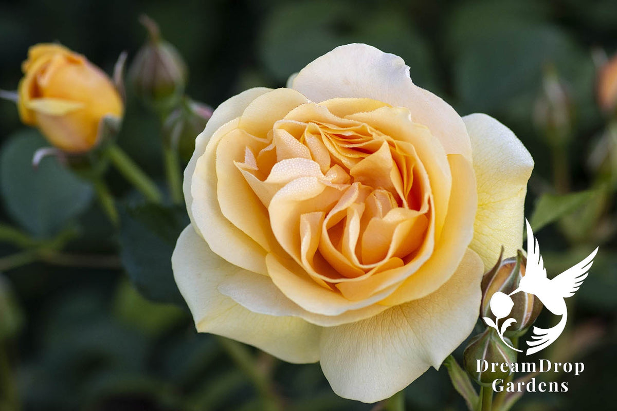 Rose - Julia Child — DreamDrop Gardens photo 36