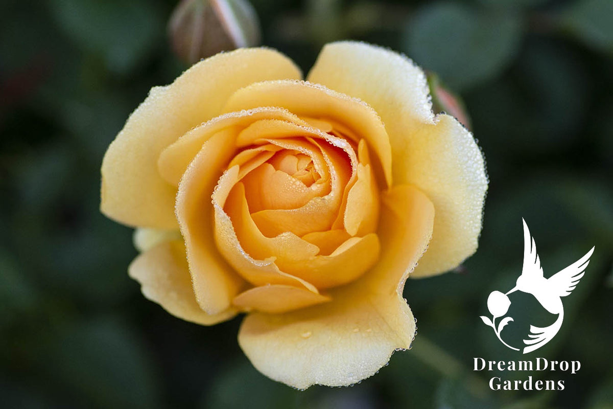 Rose - Julia Child — DreamDrop Gardens photo 37