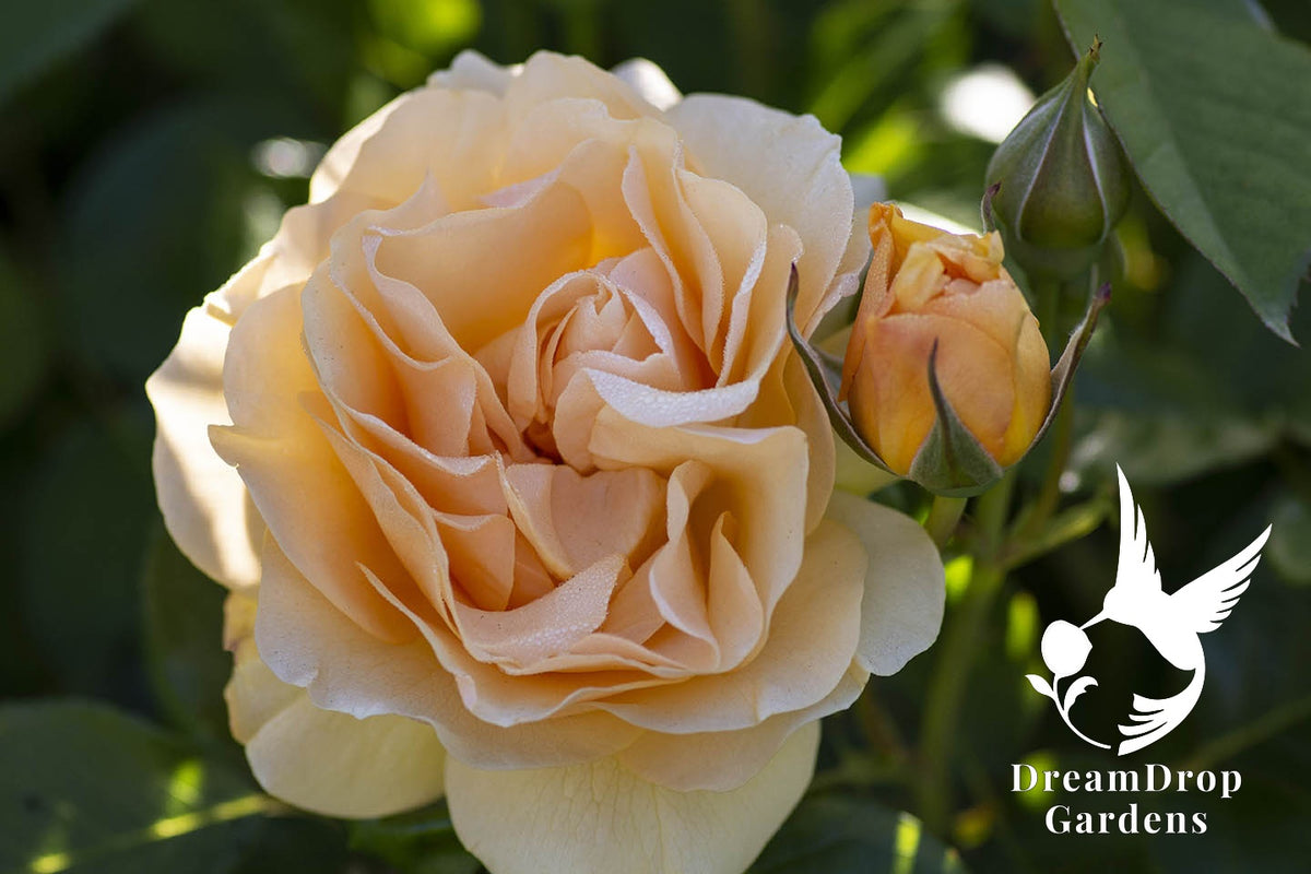 Rose - Julia Child — DreamDrop Gardens photo 38