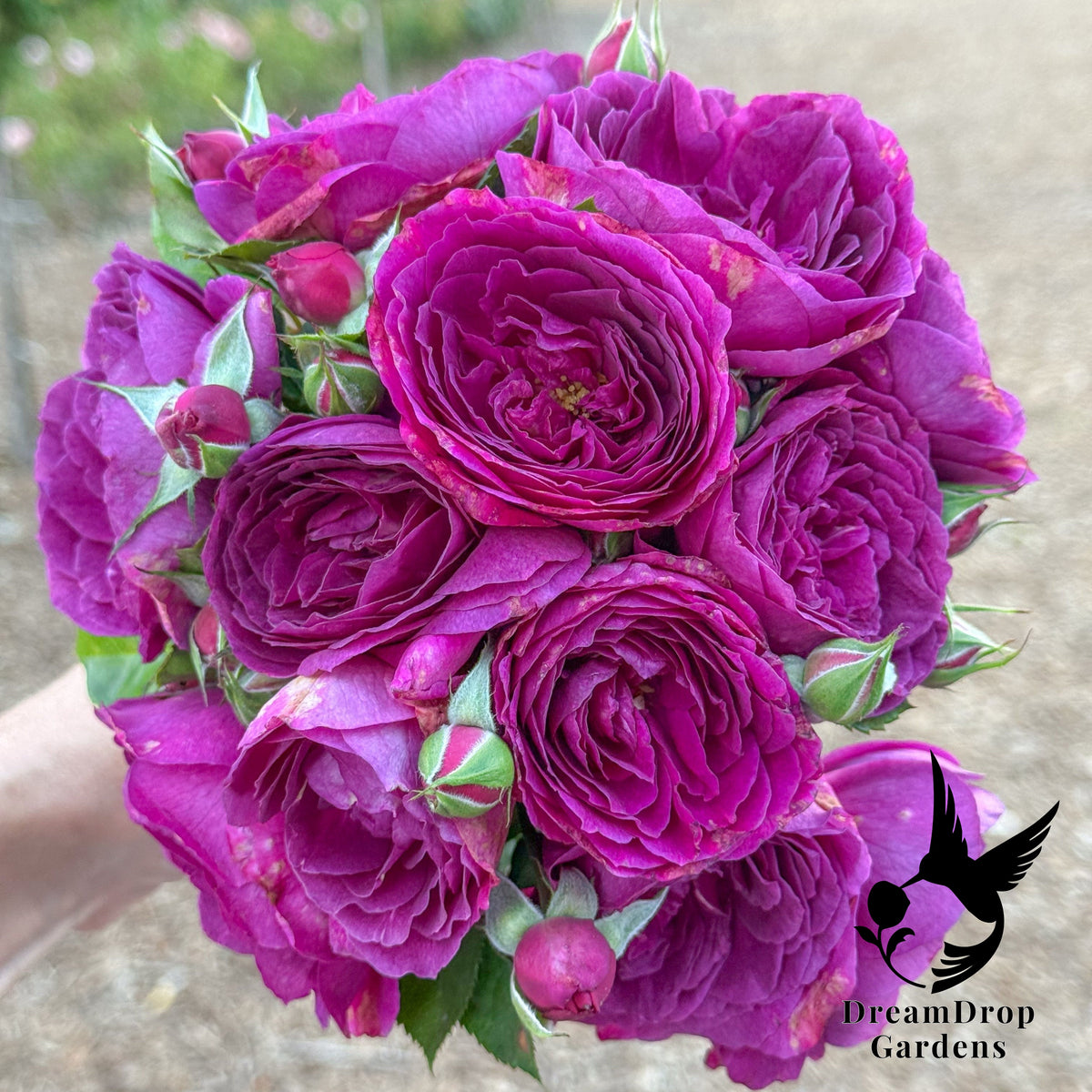 Rose - Julia Child — DreamDrop Gardens photo 3