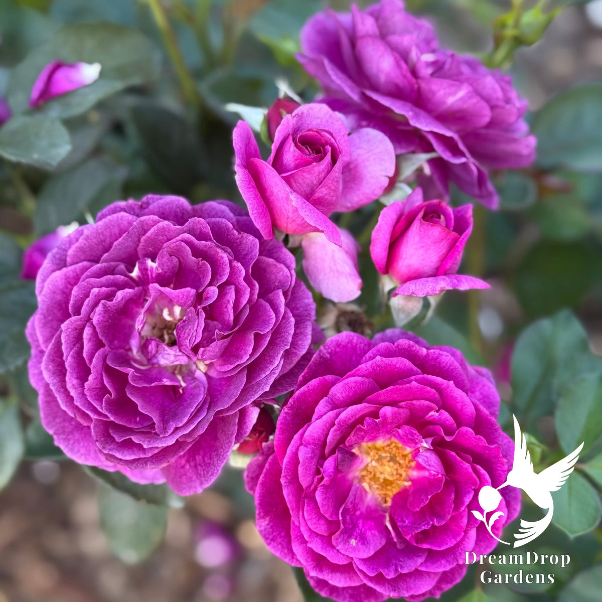 Rose - Julia Child — DreamDrop Gardens photo 4