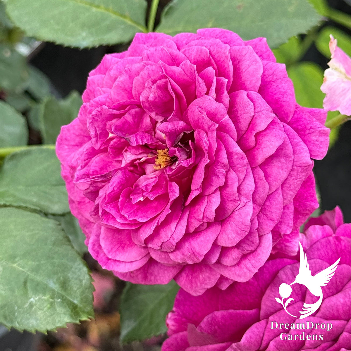 Rose - Julia Child — DreamDrop Gardens photo 5