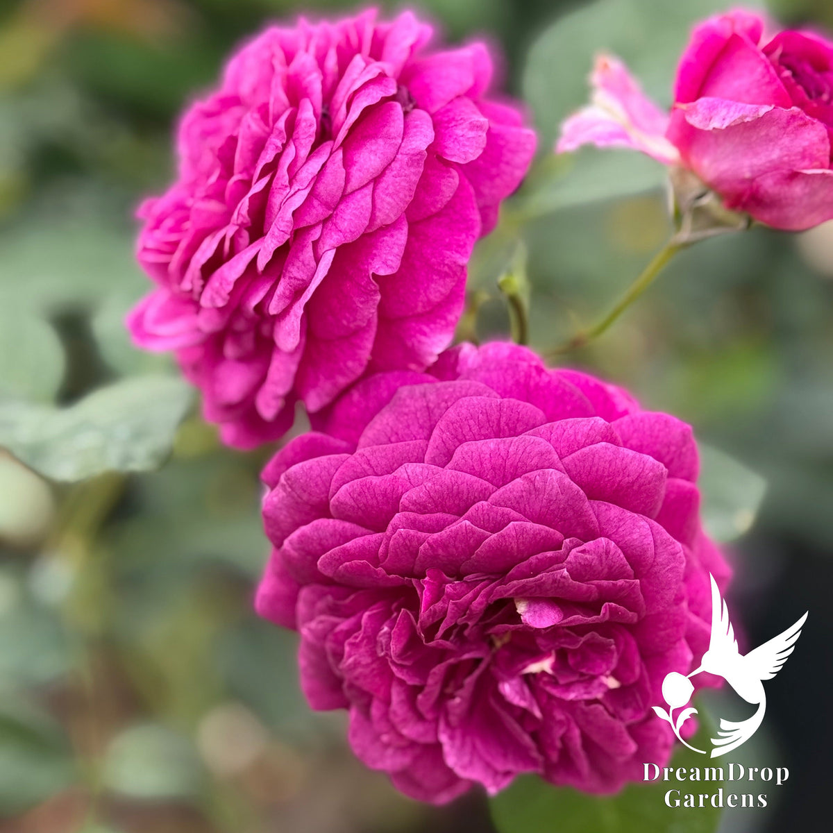 Rose - Julia Child — DreamDrop Gardens photo 6
