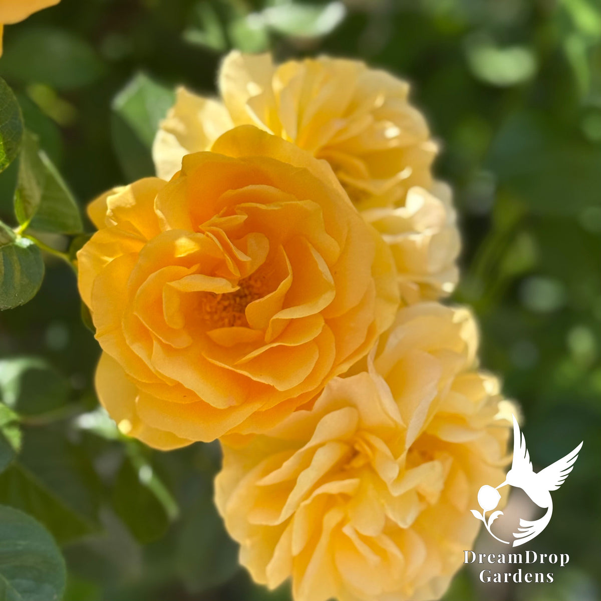 Rose - Julia Child — DreamDrop Gardens photo 7