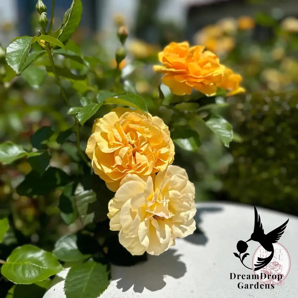 Rose - Julia Child — DreamDrop Gardens photo 8