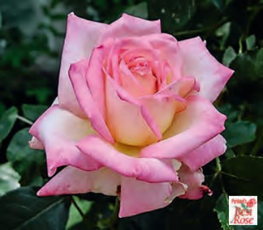 Rose - Kordes Perfecta
