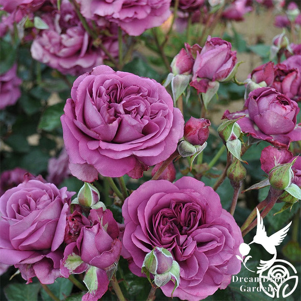 Rose - Sunbelt Plum Perfect — DreamDrop Gardens photo 10