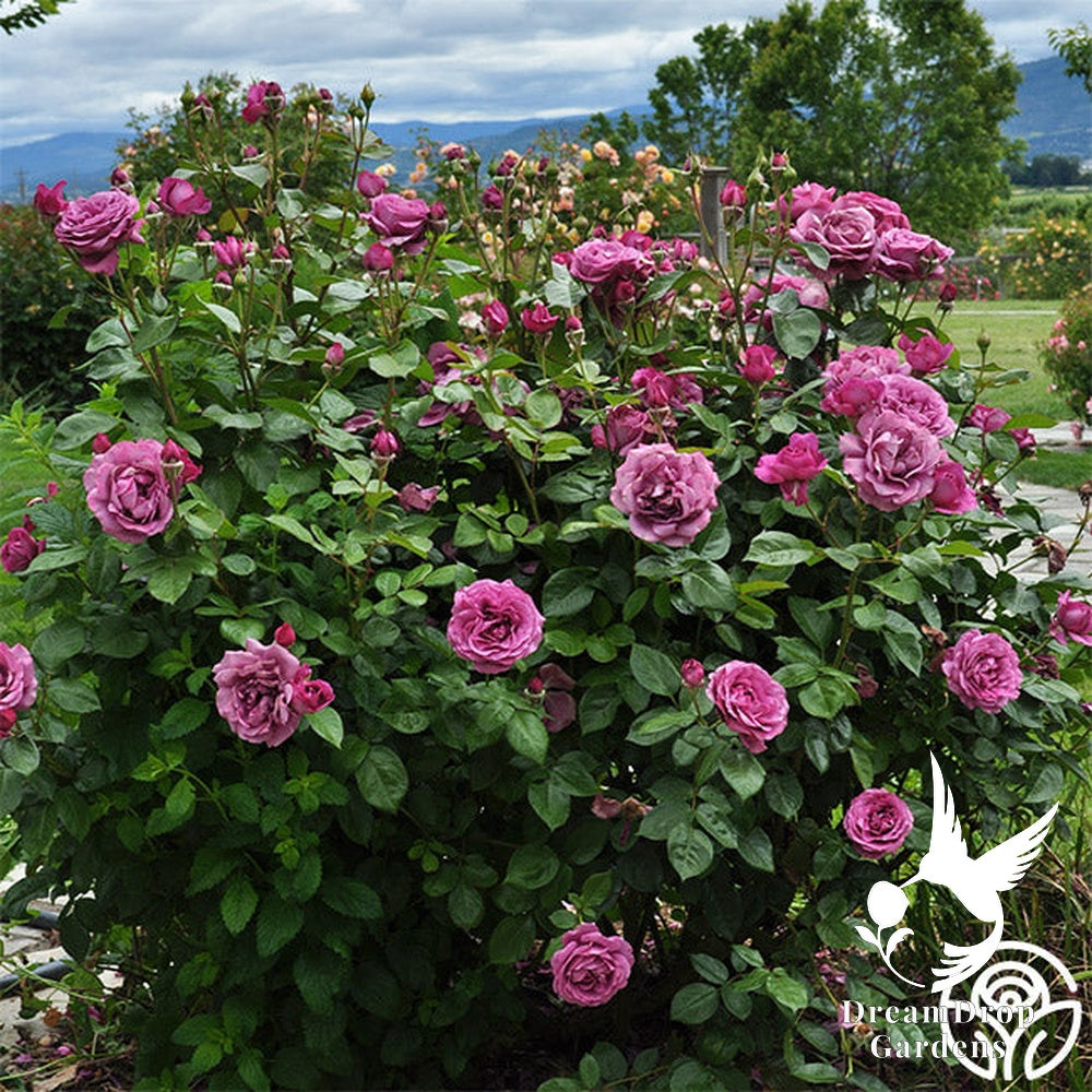 Rose - Sunbelt Plum Perfect — DreamDrop Gardens photo 11