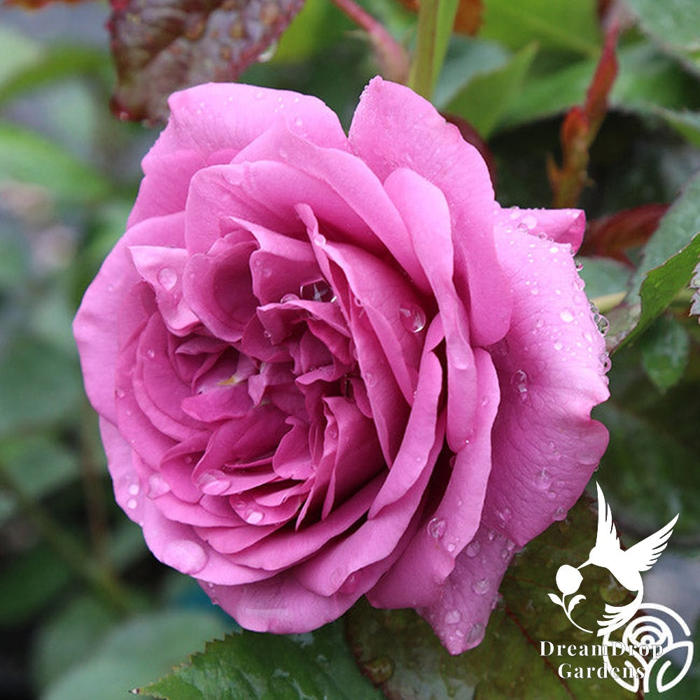 Rose - Sunbelt Plum Perfect — DreamDrop Gardens photo 12