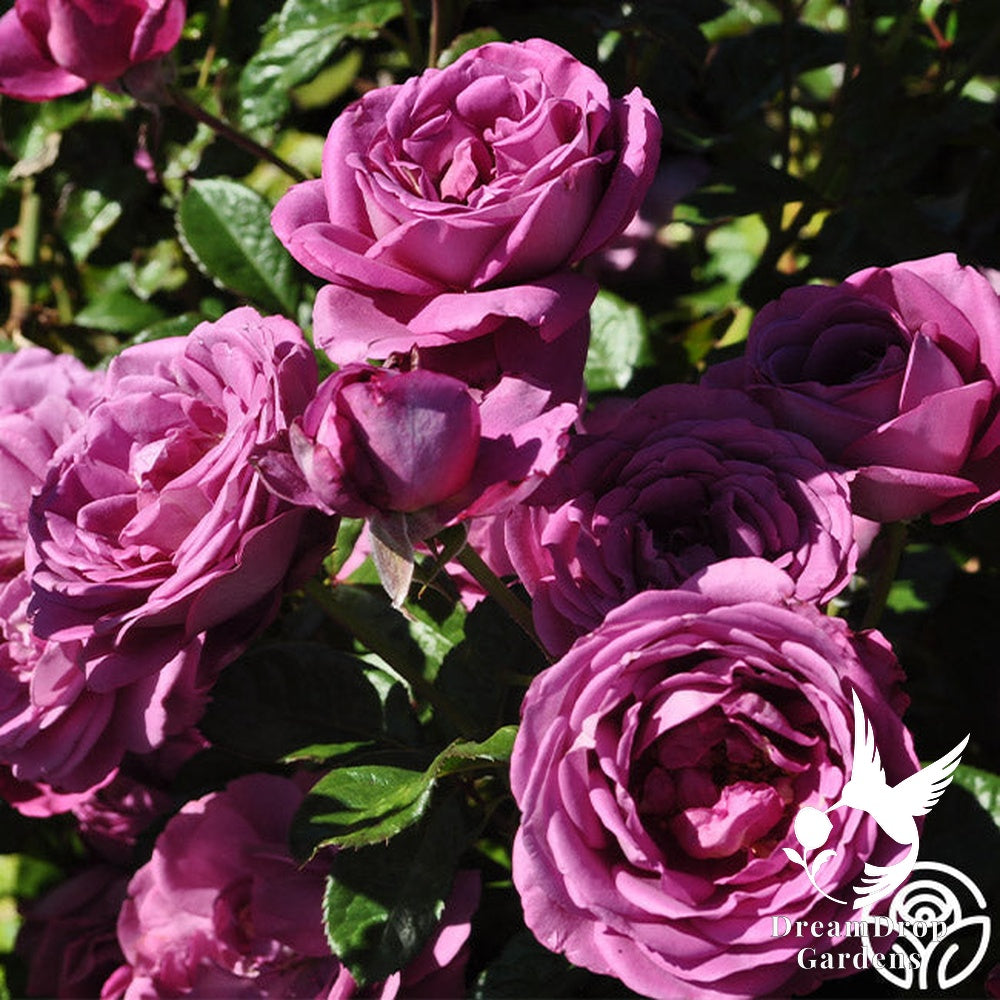Rose - Sunbelt Plum Perfect — DreamDrop Gardens photo 13