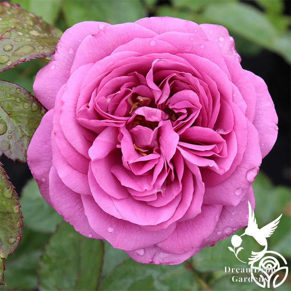 Rose - Sunbelt Plum Perfect — DreamDrop Gardens photo 14
