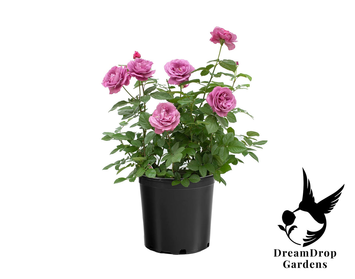 Rose - Sunbelt Plum Perfect — DreamDrop Gardens photo 15