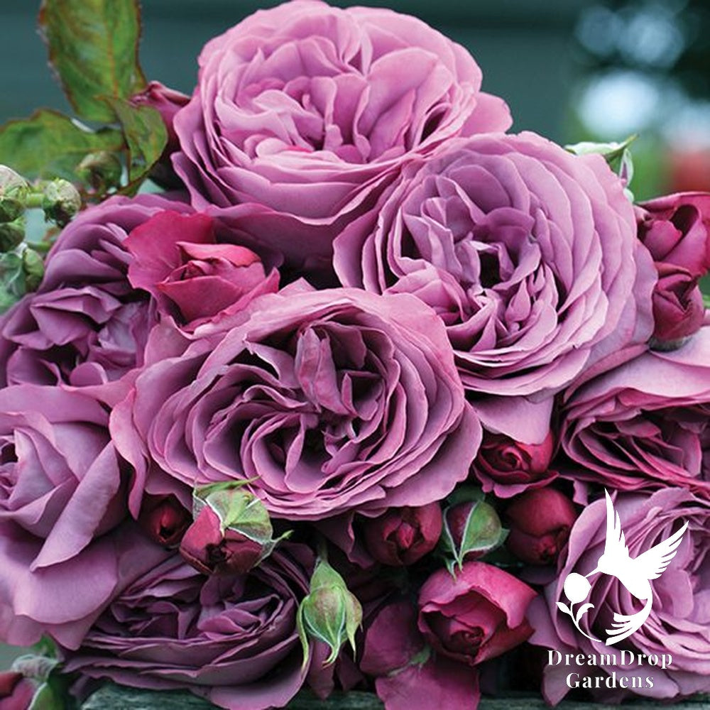 Rose - Sunbelt Plum Perfect — DreamDrop Gardens photo 16